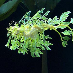 Bilder Jean-Jacques Mantello