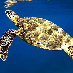 Bilder Jean-Jacques Mantello