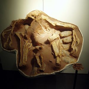 Bilder Dinosaurier Live 3D - Fossilien zum Leben erweckt