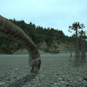 Bilder Dinosaurier Live 3D - Fossilien zum Leben erweckt