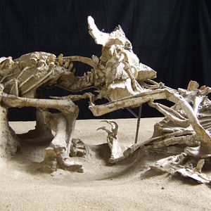 Bilder Dinosaurier Live 3D - Fossilien zum Leben erweckt