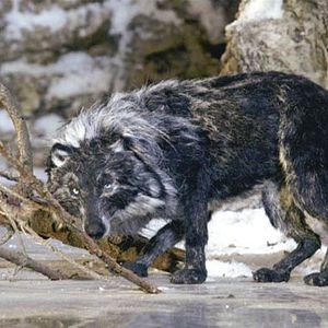 Bilder Suzie Templeton