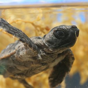 Bilder Tortuga - Die unglaubliche Reise der Meeresschildkröte