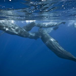 Bilder Tortuga - Die unglaubliche Reise der Meeresschildkröte