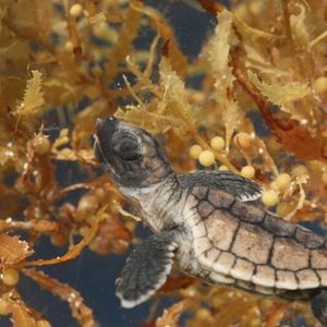 Bilder Tortuga - Die unglaubliche Reise der Meeresschildkröte