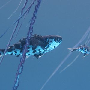 Bilder Tortuga - Die unglaubliche Reise der Meeresschildkröte