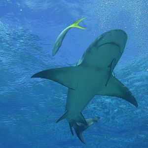 Bilder Tortuga - Die unglaubliche Reise der Meeresschildkröte