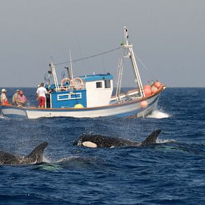 Bilder The Last Giants - Wenn das Meer stirbt