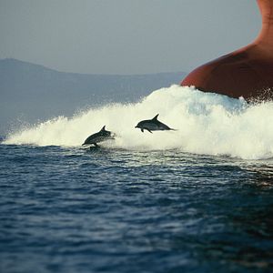 Bilder The Last Giants - Wenn das Meer stirbt