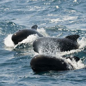 Bilder The Last Giants - Wenn das Meer stirbt