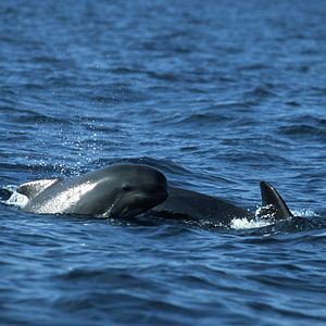 Bilder The Last Giants - Wenn das Meer stirbt