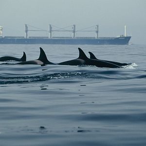 Bilder The Last Giants - Wenn das Meer stirbt