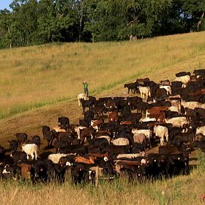 Bilder Robert Kenner