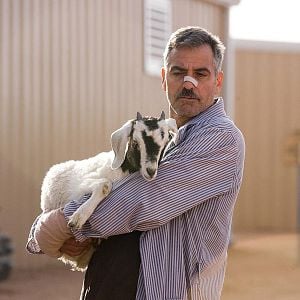 Bilder Männer, die auf Ziegen starren