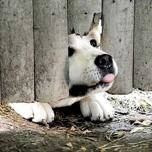 Bilder Hachiko - Eine wunderbare Freundschaft