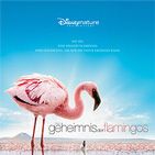 Bilder Das Geheimnis der Flamingos