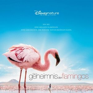 Bilder Das Geheimnis der Flamingos