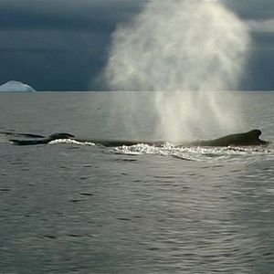 Bilder Jagdzeit - Den Walfängern auf der Spur