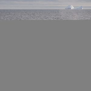 Bilder Jagdzeit - Den Walfängern auf der Spur