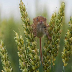 Bilder Frédéric Goupil