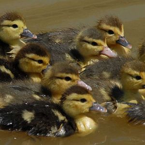 Bilder Die wilde Farm