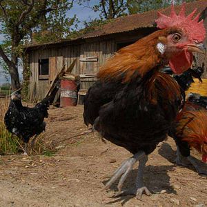 Bilder Frédéric Goupil