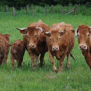 Bilder Frédéric Goupil