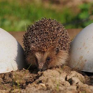 Bilder Die wilde Farm