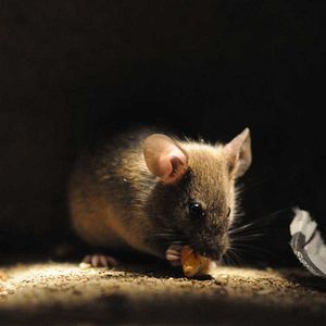 Bilder Die wilde Farm