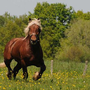 Bilder Die wilde Farm