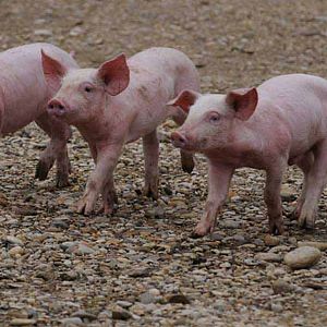 Bilder Frédéric Goupil