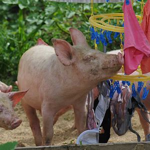 Bilder Frédéric Goupil