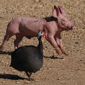 Bilder Frédéric Goupil