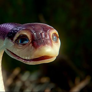 Bilder Die Legende der Wächter