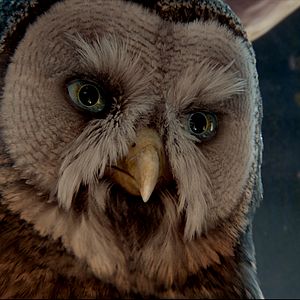 Bilder Die Legende der Wächter