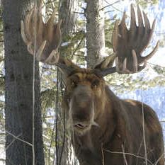 Bilder Es ist ein Elch entsprungen