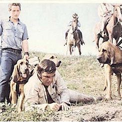 Bilder Der Tiger hetzt die Meute