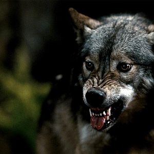 Bilder Blood & Chocolate