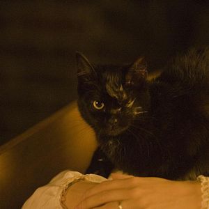 Bilder Die schwarze Katze