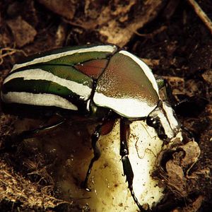 Bilder Nuit Noire - Die schwarze Nacht