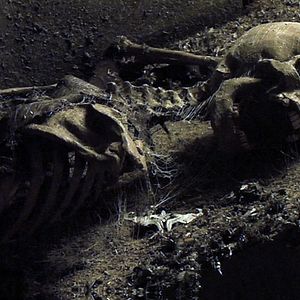 Bilder Midnight Chronicles