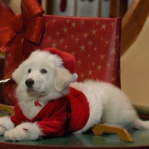 Bilder Santa Buddies - Auf der Suche nach Santa Pfote