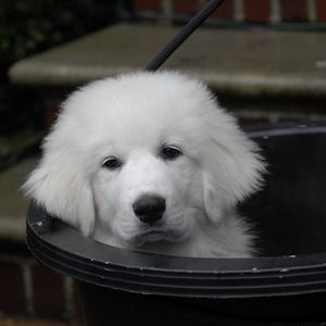 Bilder Santa Buddies - Auf der Suche nach Santa Pfote