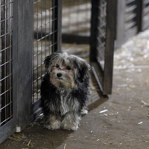 Bilder Santa Buddies - Auf der Suche nach Santa Pfote