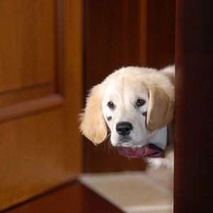 Bilder Santa Buddies - Auf der Suche nach Santa Pfote