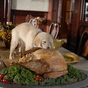 Bilder Santa Buddies - Auf der Suche nach Santa Pfote