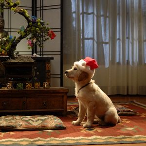 Bilder Santa Buddies - Auf der Suche nach Santa Pfote