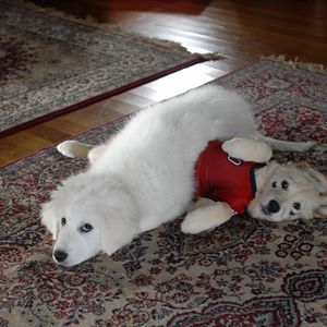 Bilder Santa Buddies - Auf der Suche nach Santa Pfote