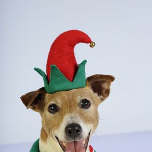 Bilder Santa Buddies - Auf der Suche nach Santa Pfote