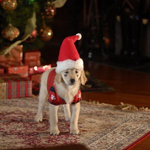 Bilder Santa Buddies - Auf der Suche nach Santa Pfote